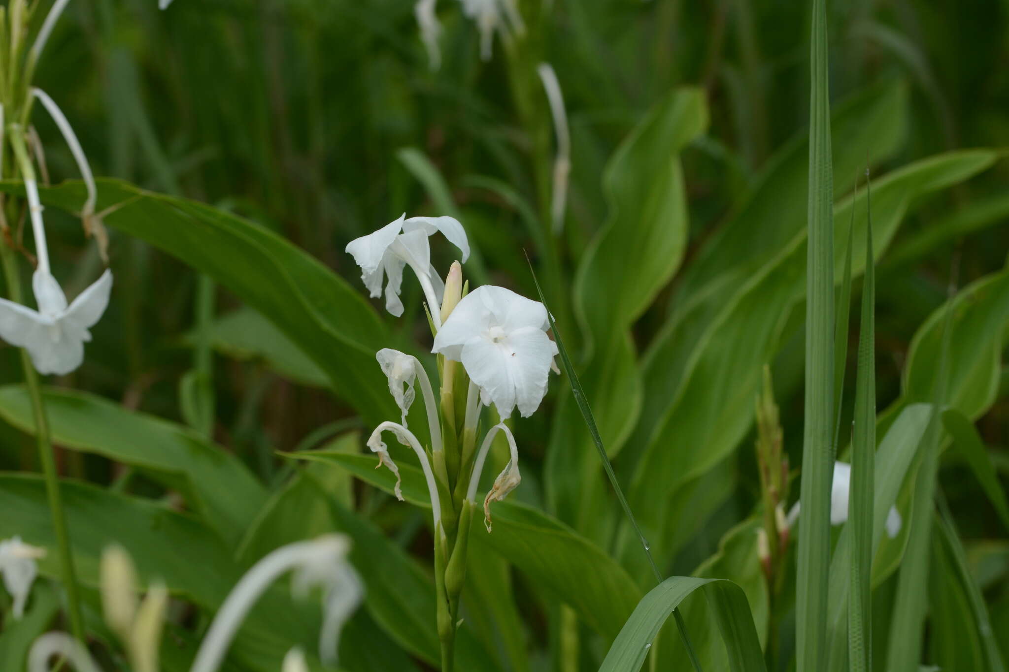 Image of Curcuma scaposa (Nimmo)