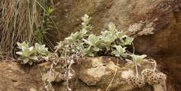 Слика од Helichrysum sutherlandii Harv.