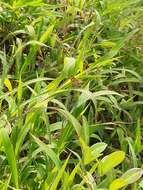 Image of Tamil grass dart