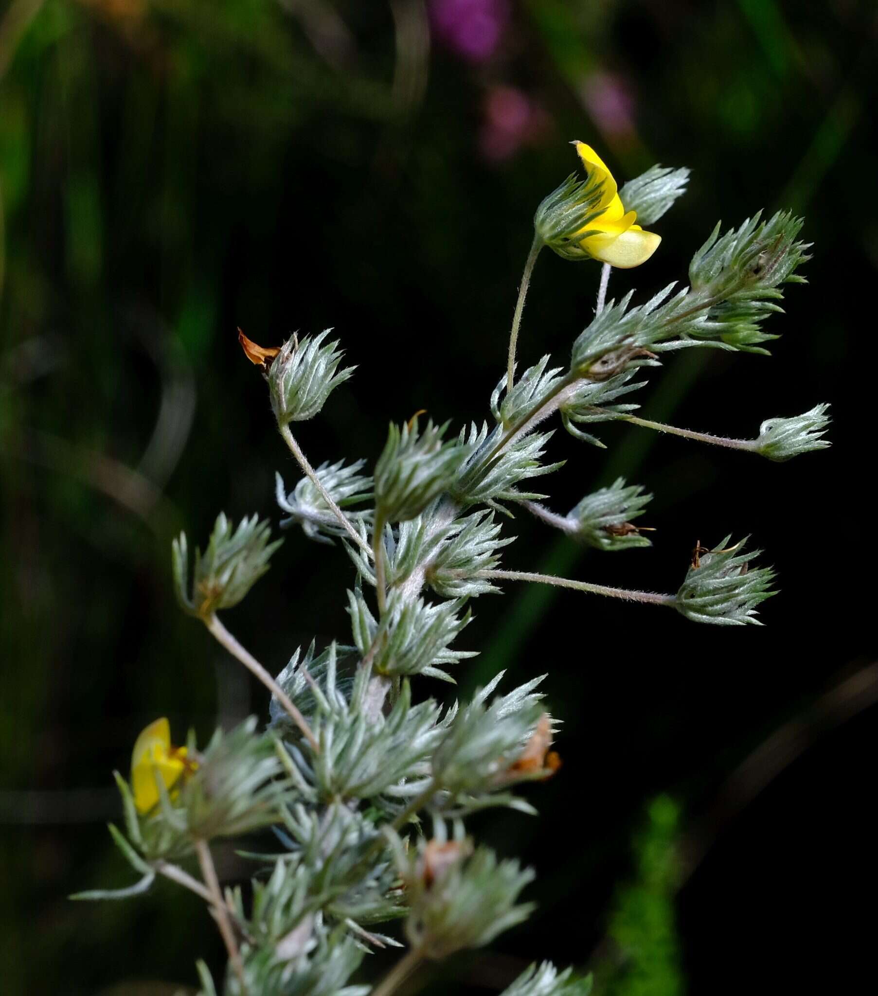 Image of Aspalathus longipes Harv.