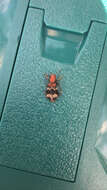 Image of Wavering Checkered Beetle