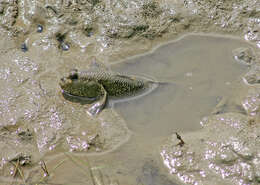 صورة Periophthalmodon freycineti (Quoy & Gaimard 1824)