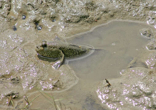 صورة Periophthalmodon freycineti (Quoy & Gaimard 1824)