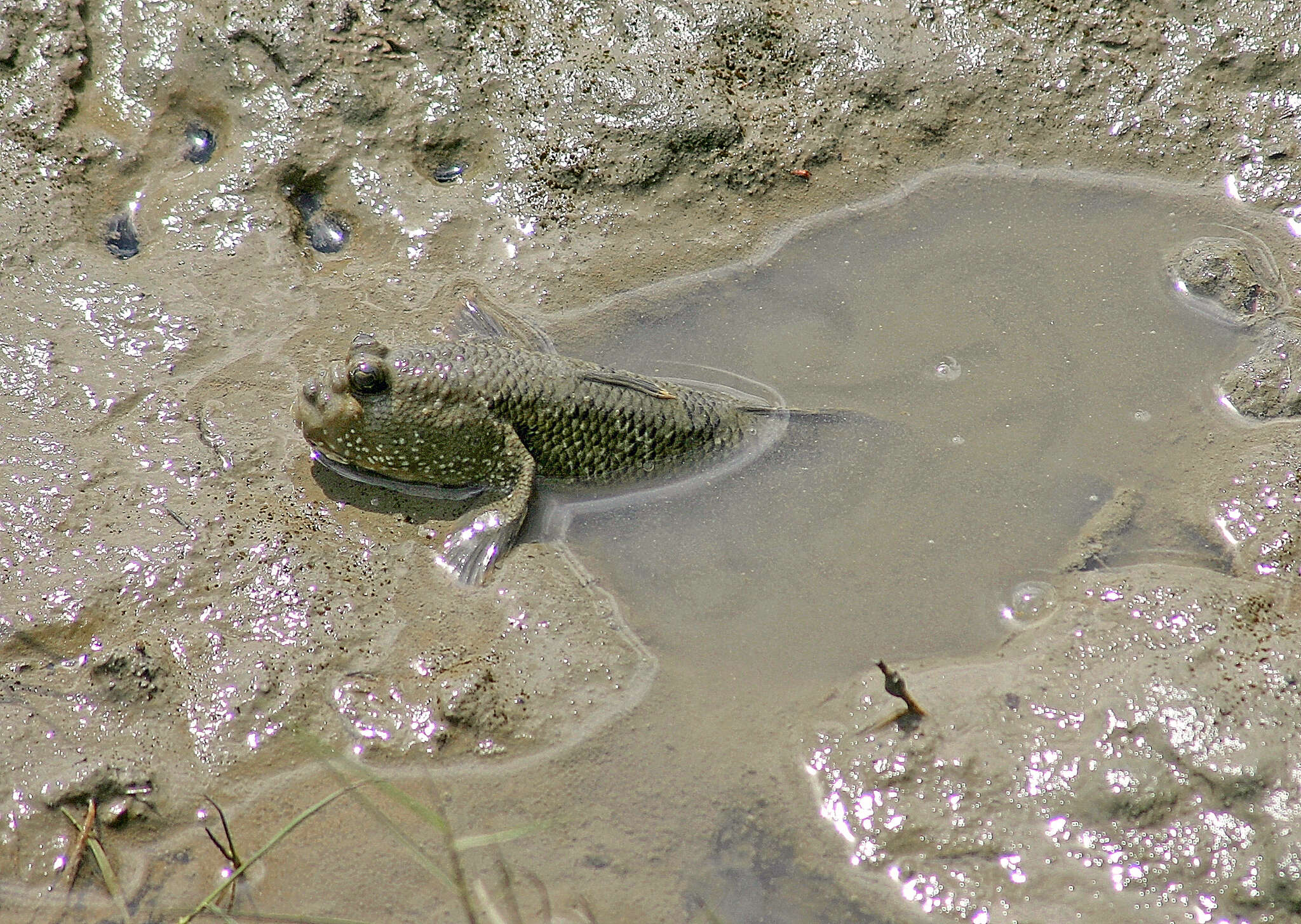 Plancia ëd Periophthalmodon freycineti (Quoy & Gaimard 1824)