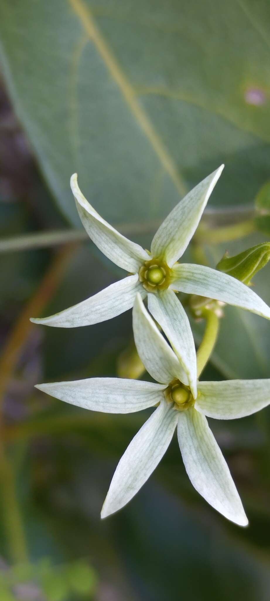 Image of Matelea belizensis (Lundell & Standl.) R. E. Woodson