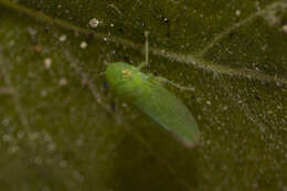 Plancia ëd Neocoelidia pallida Baker