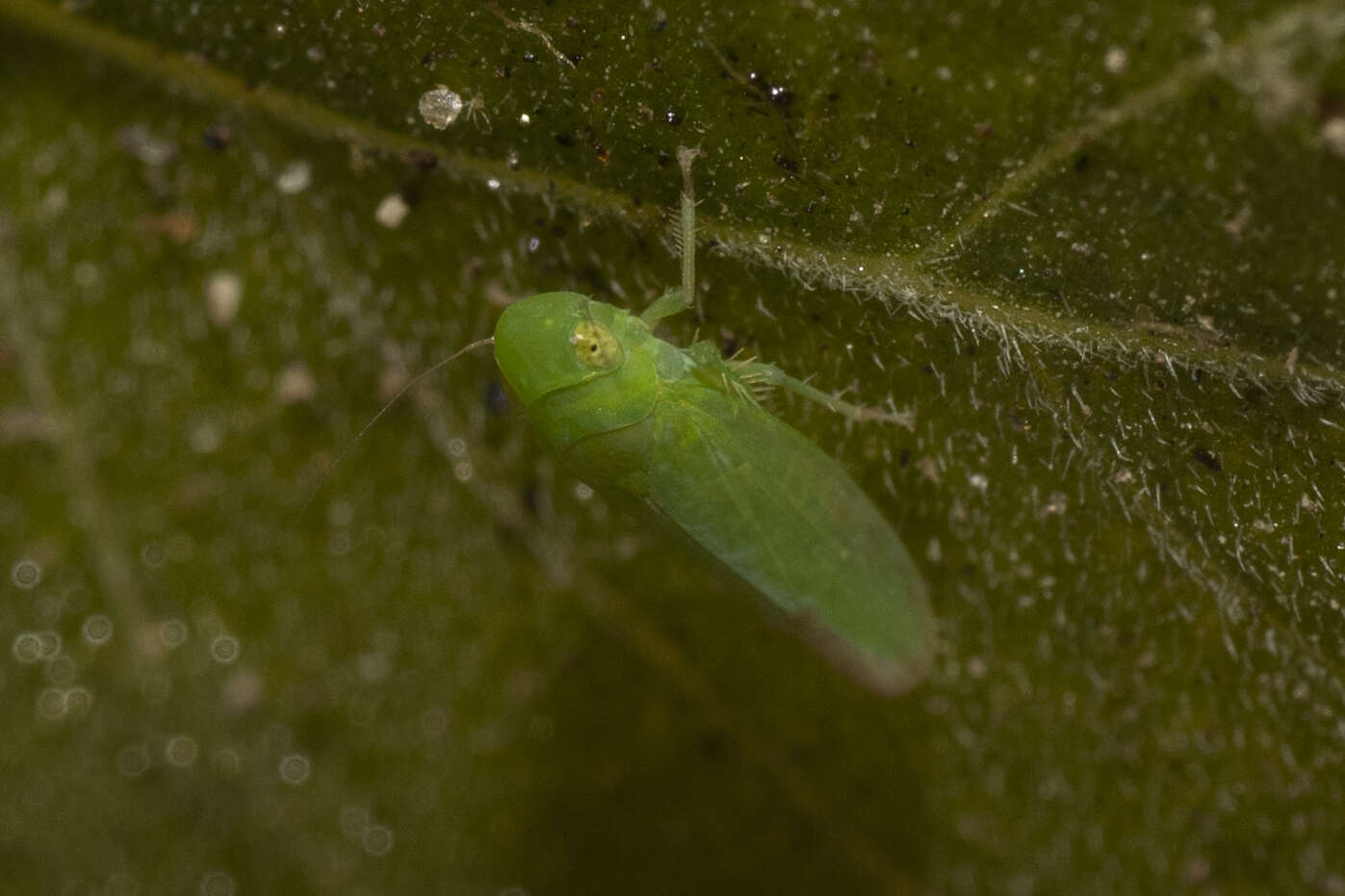 Sivun Neocoelidia pallida Baker kuva