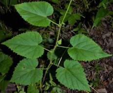 Image of heartleaf noseburn