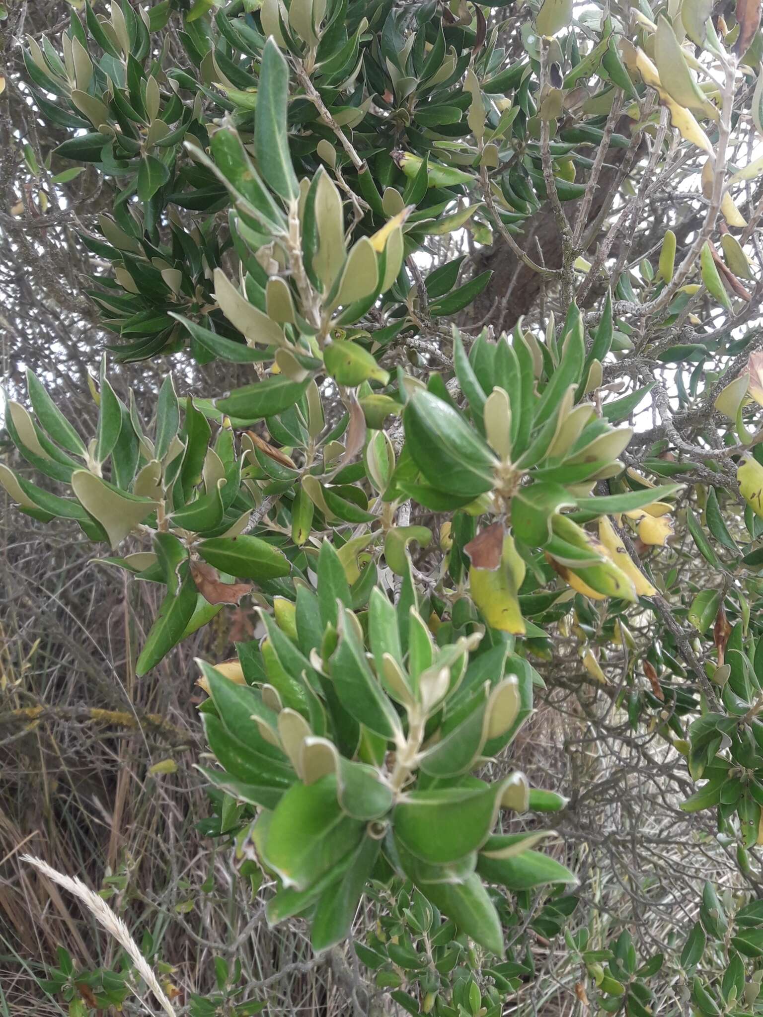 Image of <i>Olearia traversiorum</i>