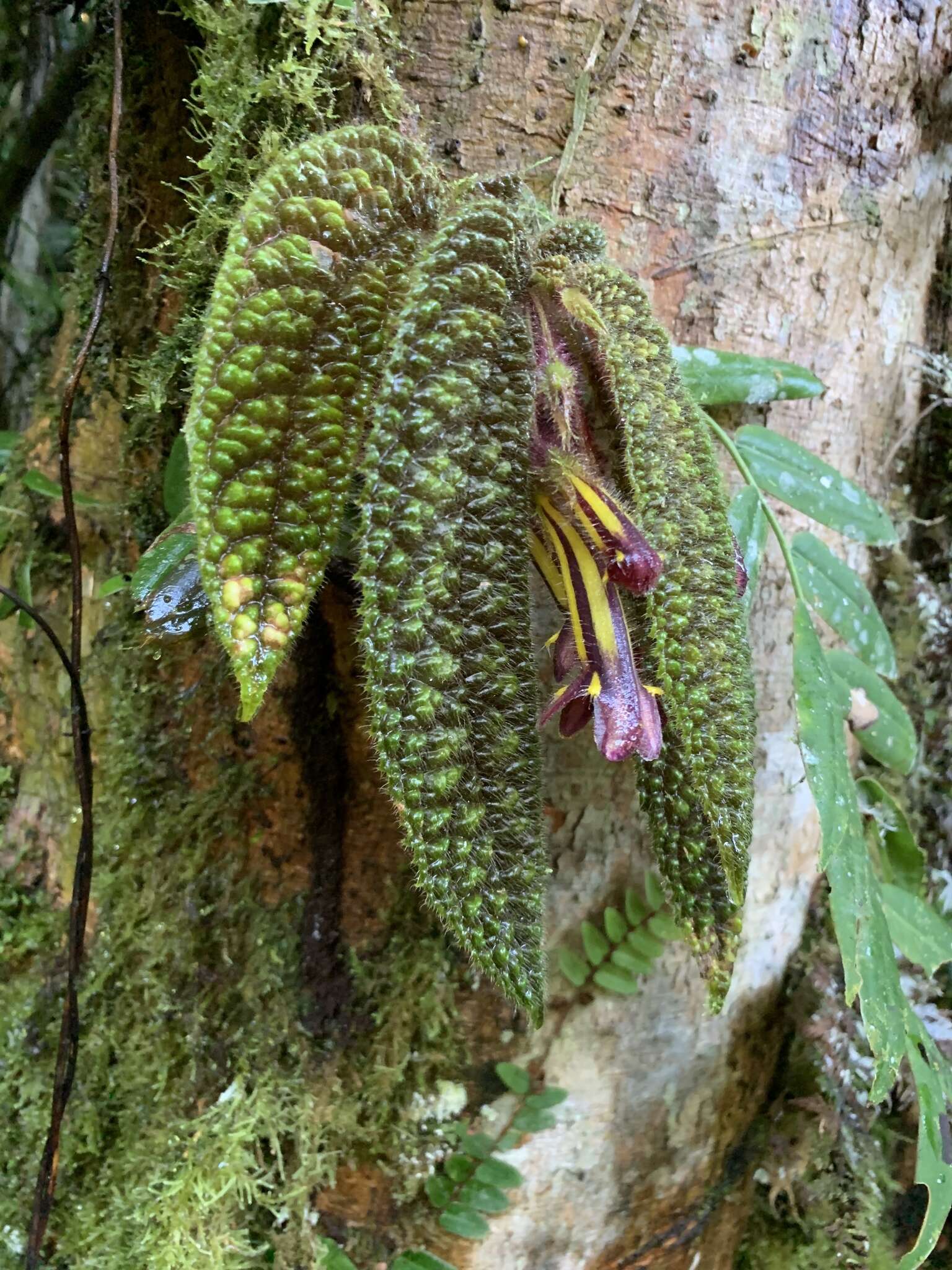 Columnea purpureovittata (Wiehler) B. D. Morley的圖片