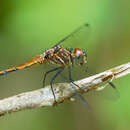 Image of Morton's Skimmer