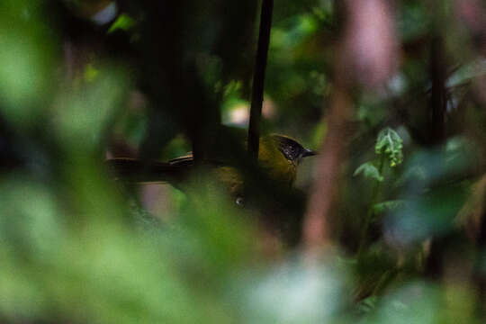 Image of Stripe-cheeked Greenbul