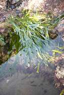 Image of Caulerpa filiformis