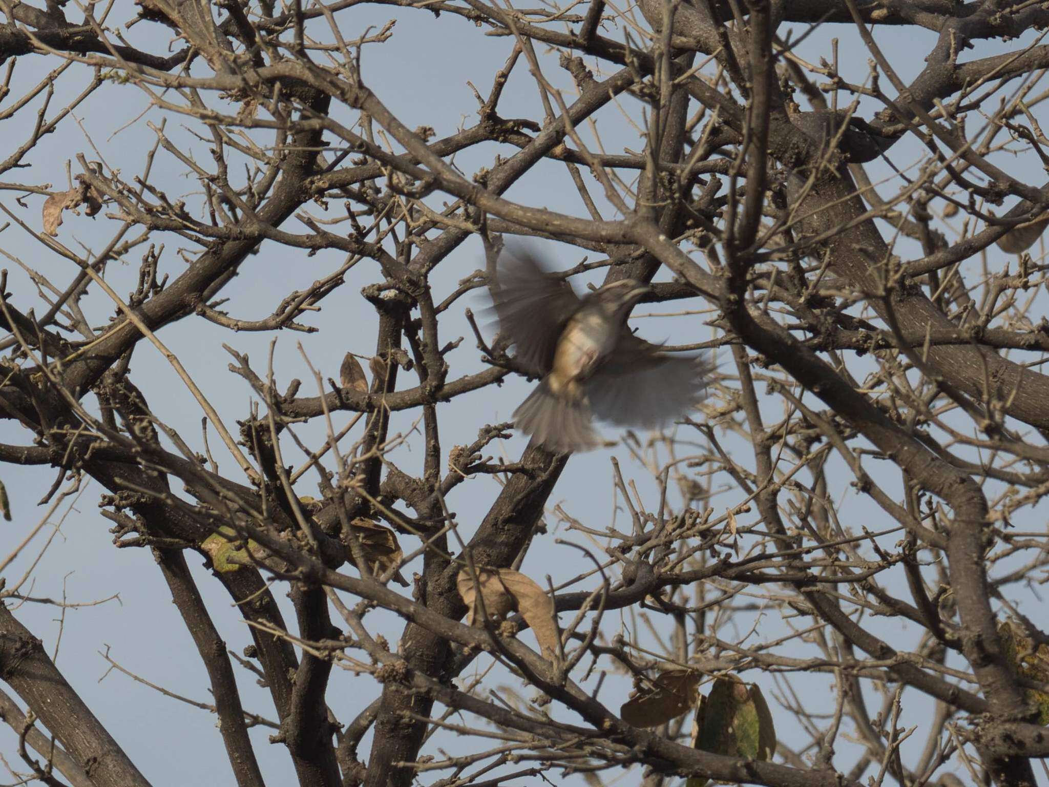 Image of Stripe-capped and Tumbes Sparrows