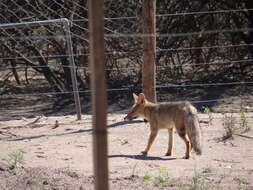 Image de Renard Gris