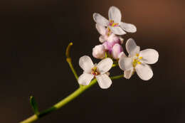 Image of Mostacillastrum subauriculatum