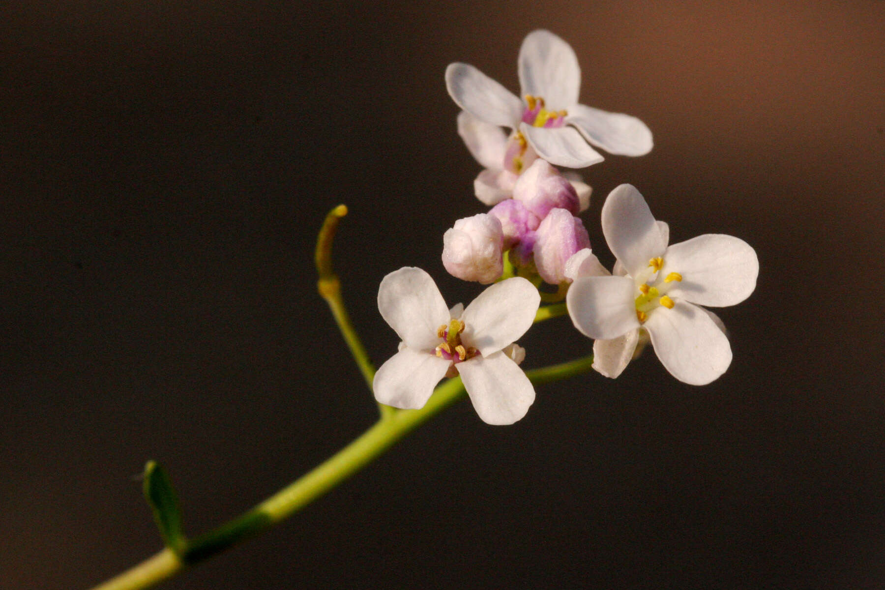 Слика од Mostacillastrum subauriculatum