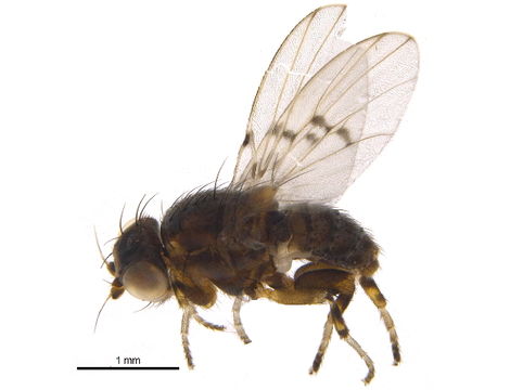 Image of <i>Odinia meijerei</i> Collin 1952