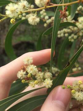 Plancia ëd Acacia falcata Willd.