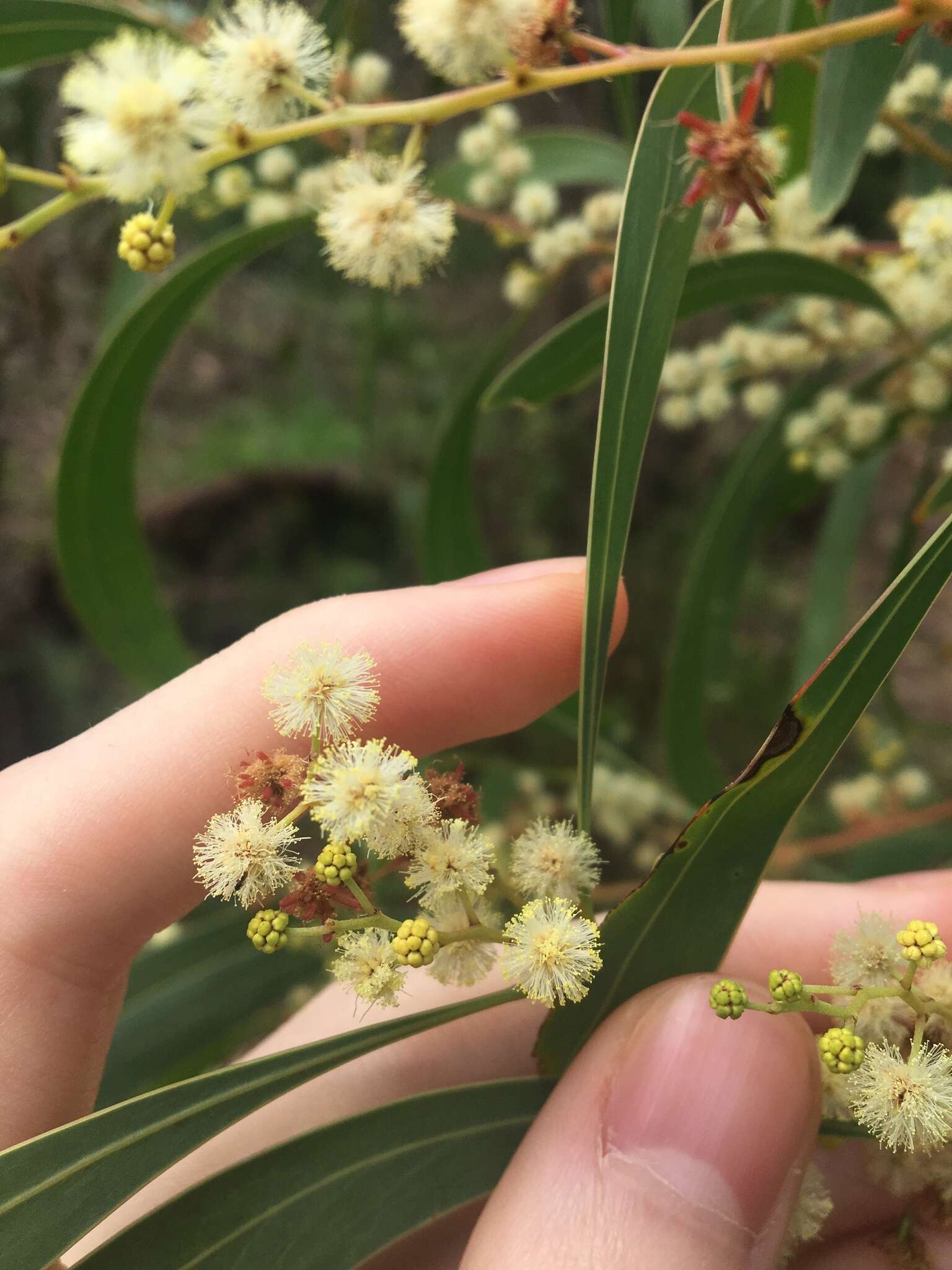 Plancia ëd Acacia falcata Willd.