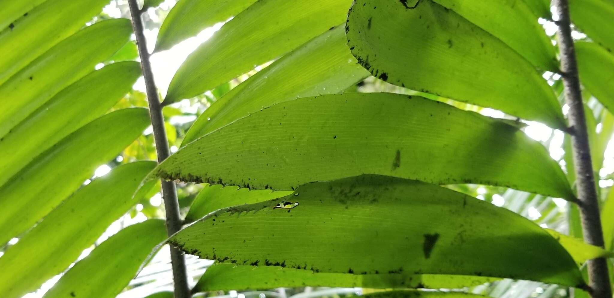 Image of Zamia lindenii Regel ex André