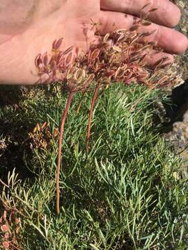 Image of Slickrock biscuitroot