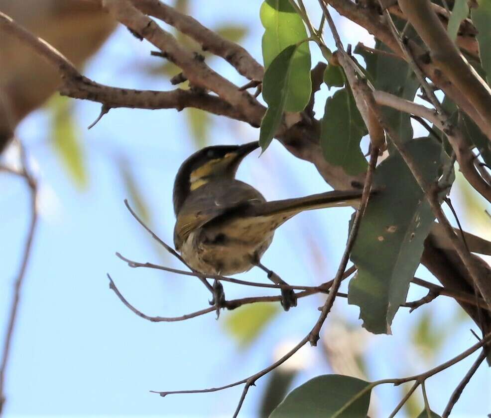 Image of Mangrove Honeyeater