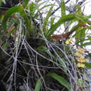 Image of Oncidium microstigma Rchb. fil.