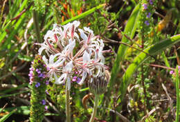 Image of Pelargonium auritum subsp. carneum (Harv.) J. J. A. V. D. Walt