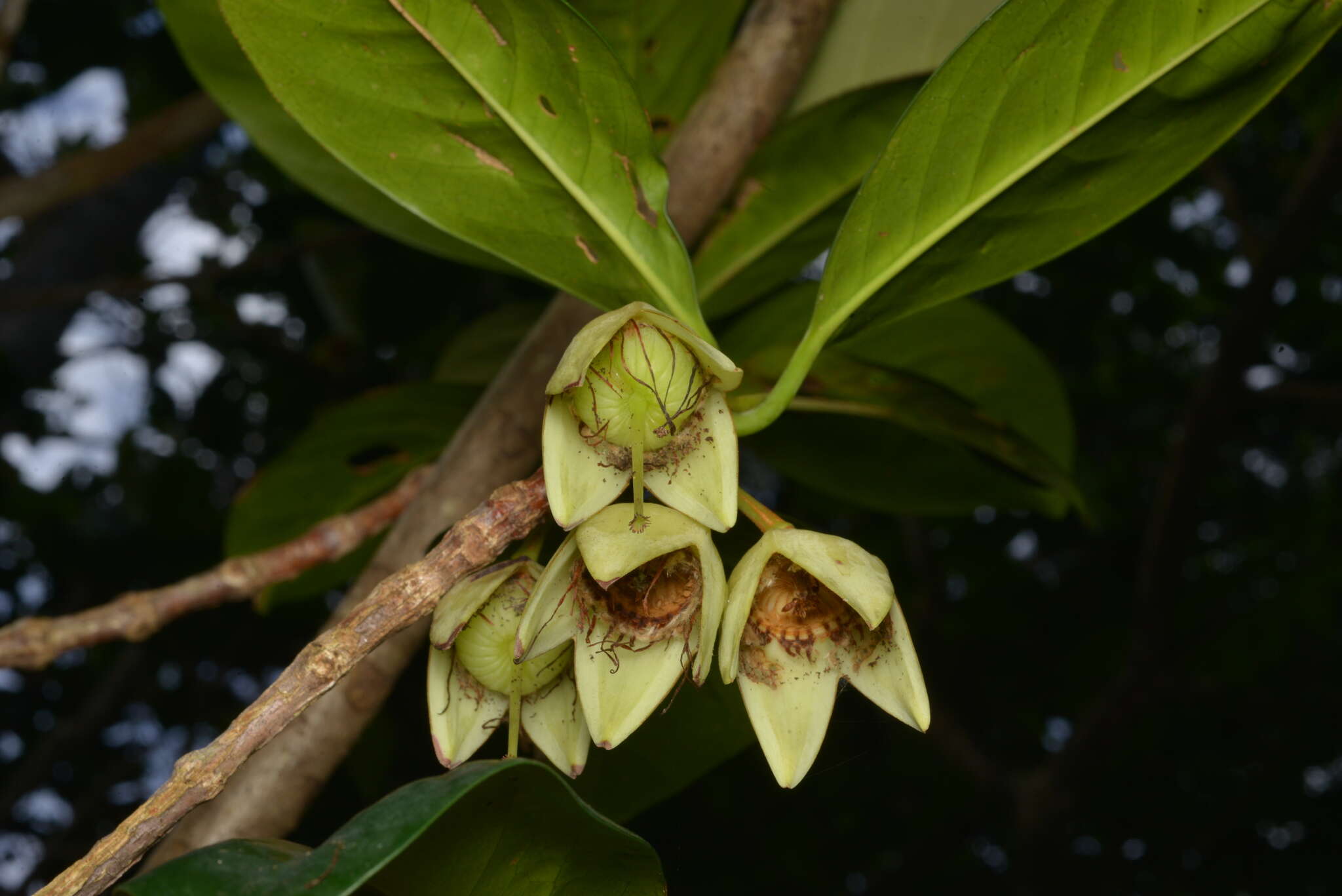 Image of Crossostylis sebertii Brongn. & Gris