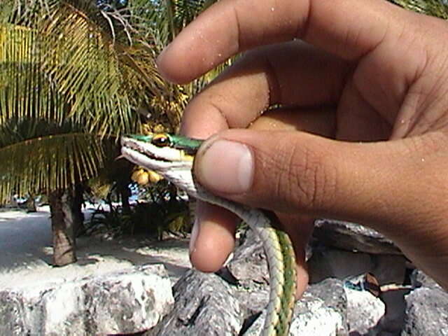 Image of Mexican Parrot Snake