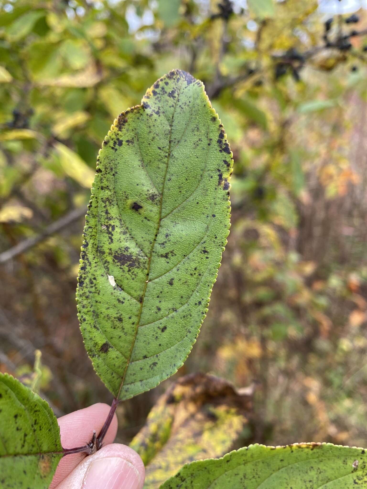 Imagem de Rhamnus utilis Decne.