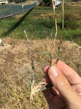 Image of Australian bur grass