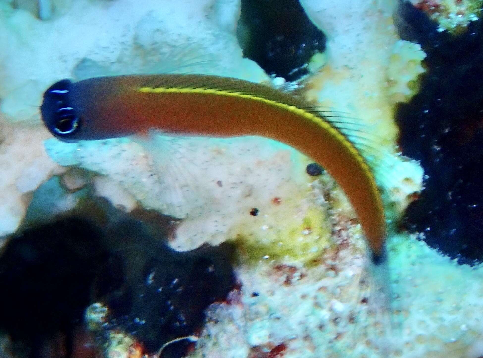 Image of Aron's Blenny