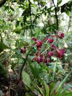 Imagem de Epidendrum radioferens (Ames, F. T. Hubb. & C. Schweinf.) Hágsater