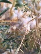 Image of gum tragacanth milkvetch