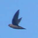 Image of Rothschild's Swift