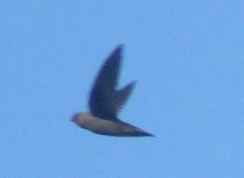 Image of Rothschild's Swift