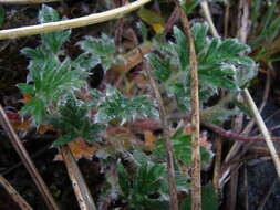 Image of pretty cinquefoil