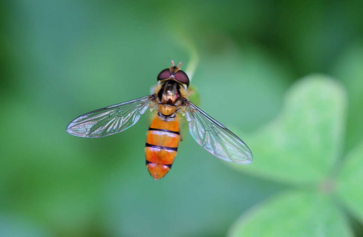 Image of Episyrphus trisectus (Loew 1858)