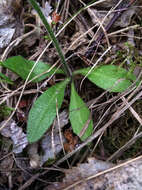 Sivun Arabis sagittata (Bertol.) DC. kuva