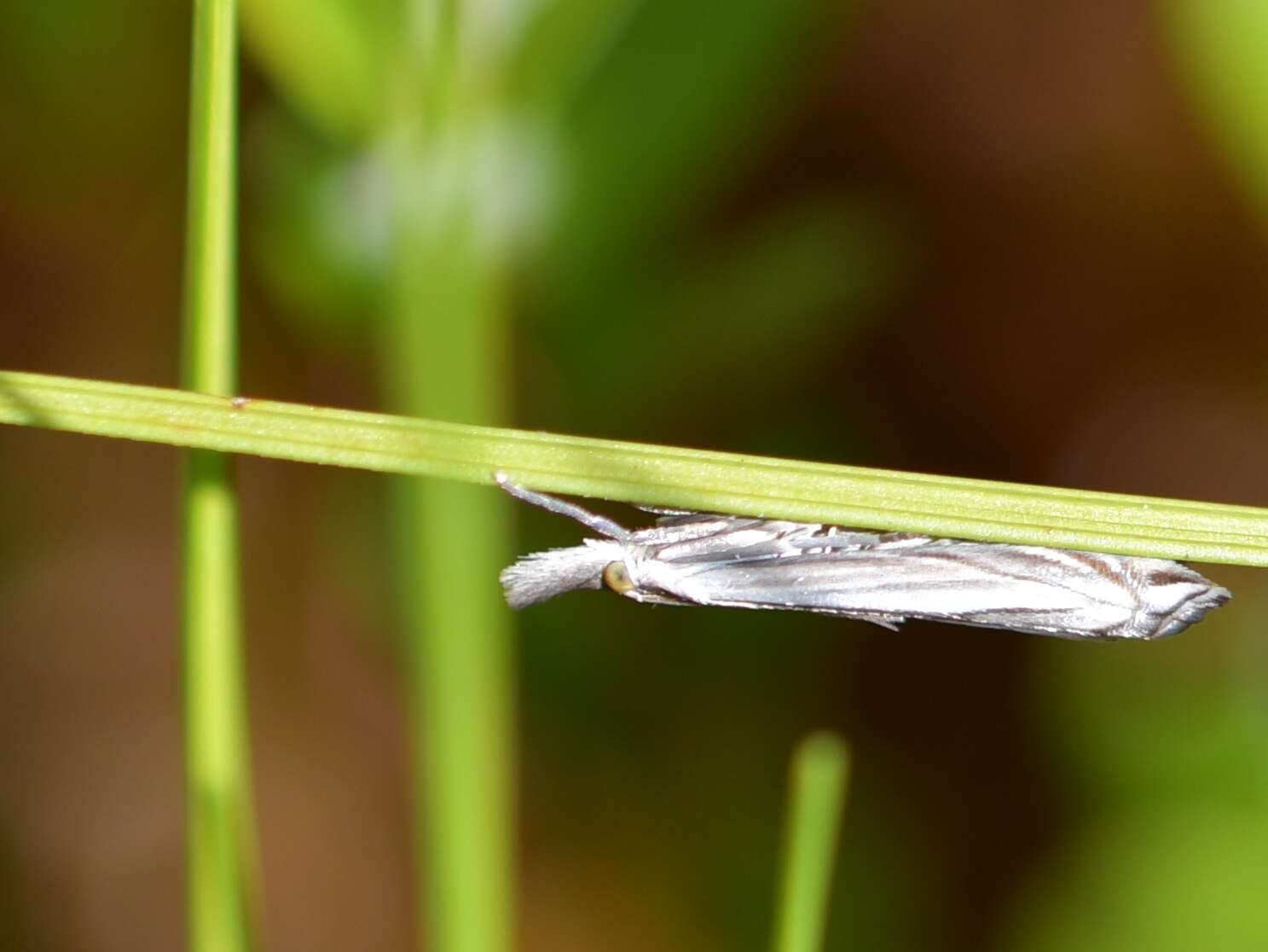 Imagem de Raphiptera argillaceellus Packard 1868