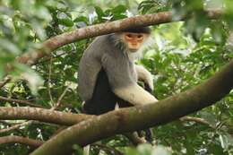 Image of Douc Langurs