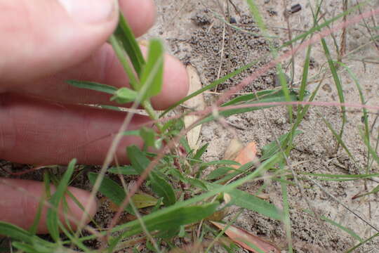 Oenothera spachiana Torr. & Gray resmi