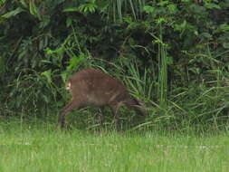 Image of Sitatunga