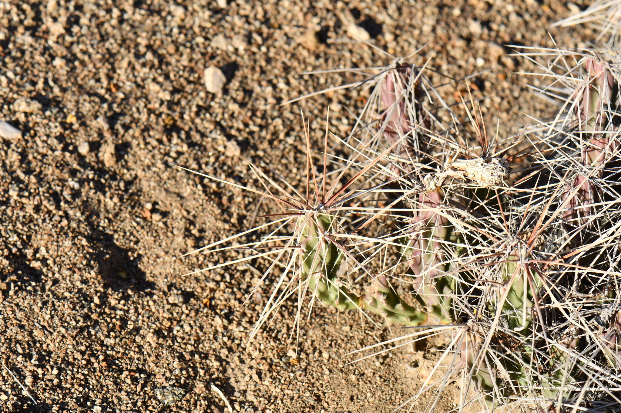 Image of Grusonia densispina (Ralston & Hilsenb.) Rebman