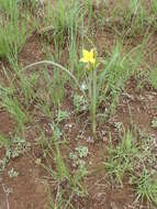 Image of Hypoxis rigidula Baker