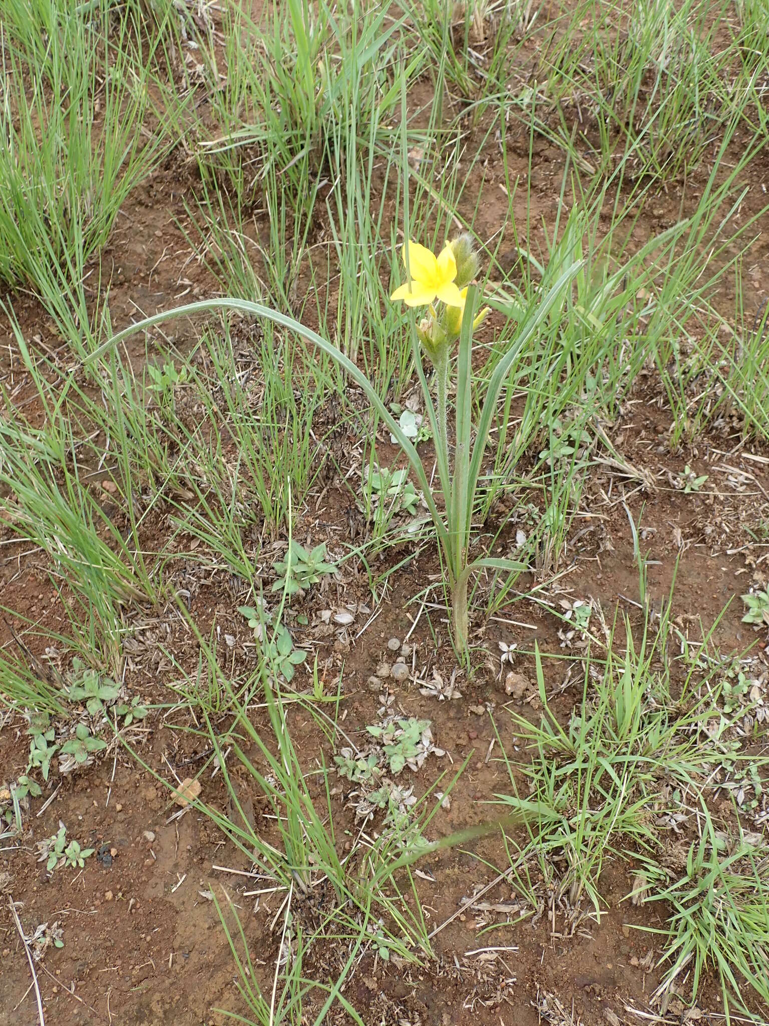 Image of Hypoxis rigidula Baker