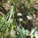 Image de Trachydium cambodgianum (Boiss.) M. Hiroe