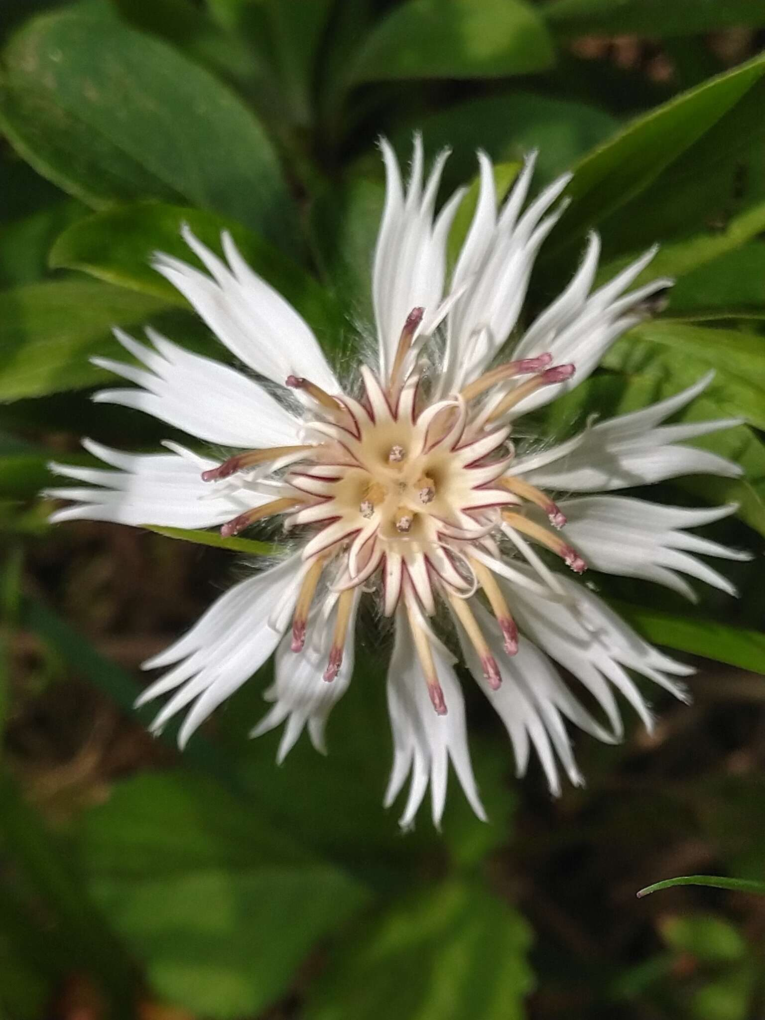 Image of Barnadesia odorata Griseb.